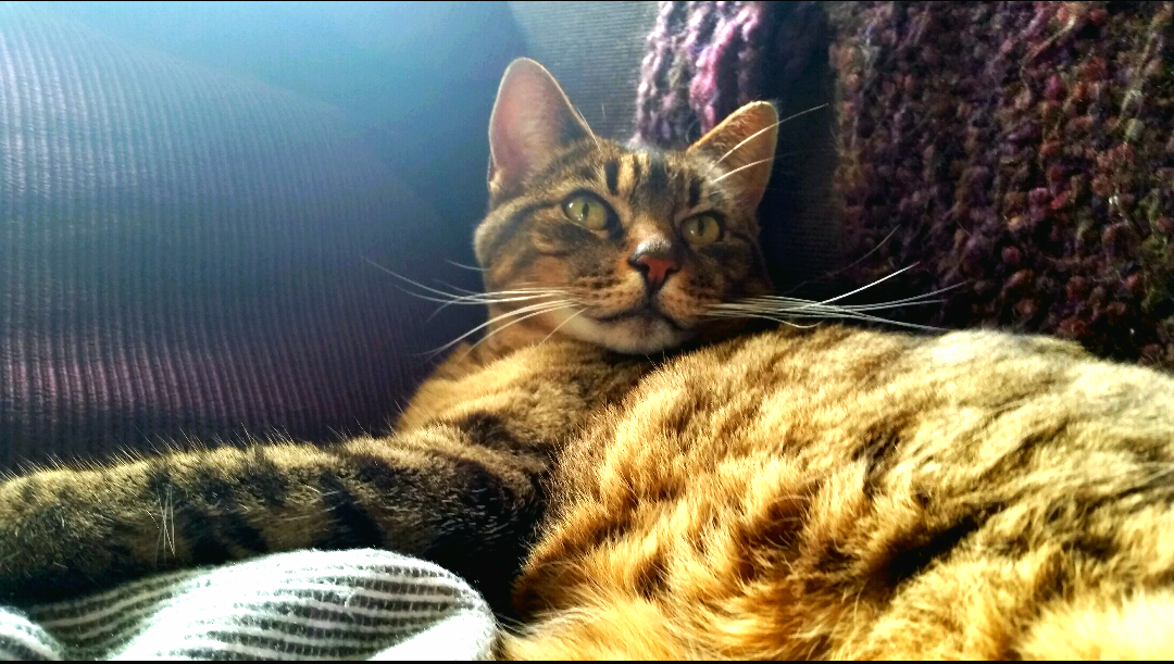 Tazzer (short for Tasmanian Devil)